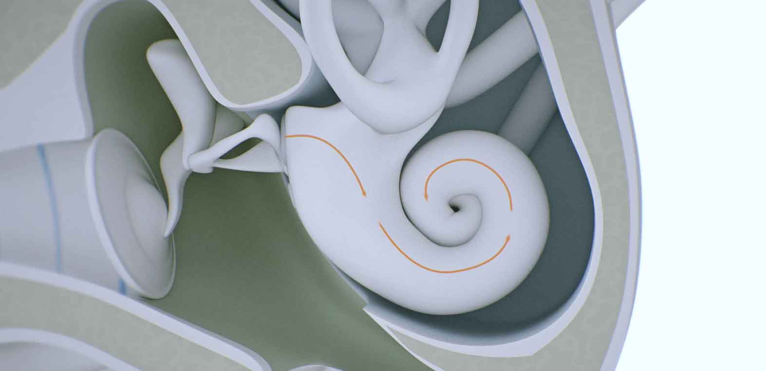 Inner ear image.