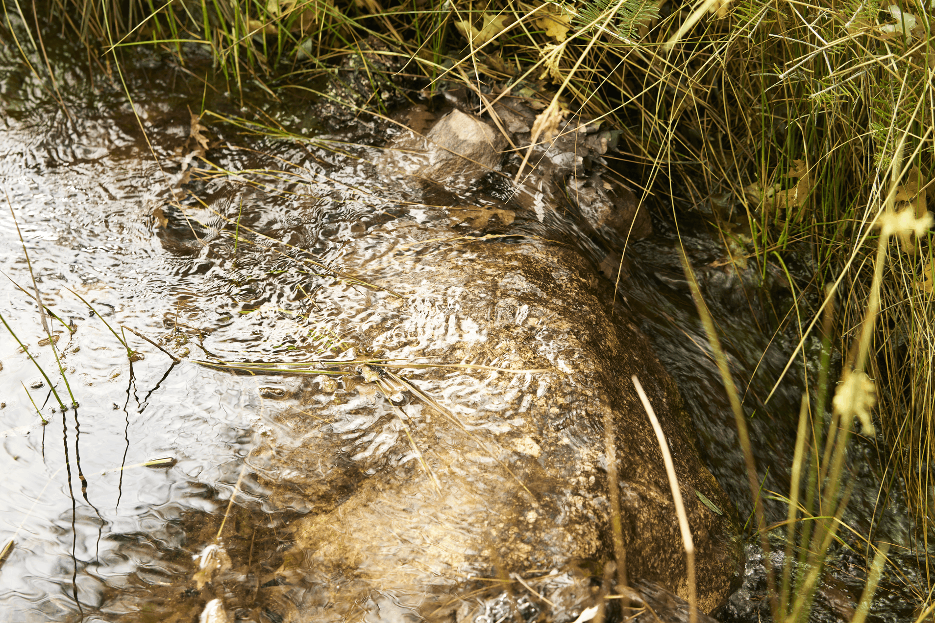 Tinnitus hearing aids | ReSound